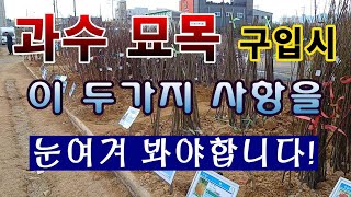 [텃밭농부. 1,367]  과수묘목을 고를 때. 눈여겨 봐야 할 두가지 항목.