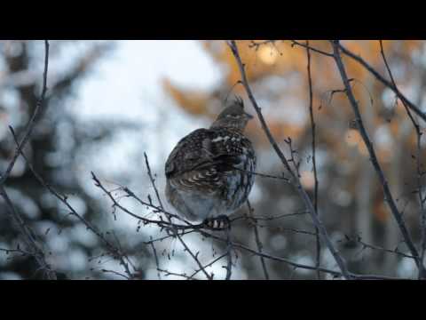 Ruffed Grouse Balancing For Breakfast