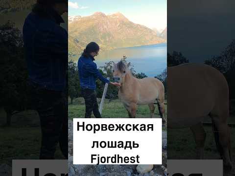 , title : 'Норвежская лошадь Fjordhest #норвегия #жизньвнорвегии #норвежцы #лошадь'