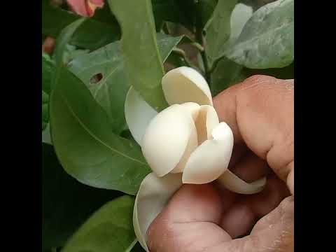Bunga cempaka gondok putih manfaatnya #shorts