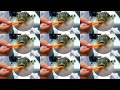 Puffer fish eat carrot  Over million times meme