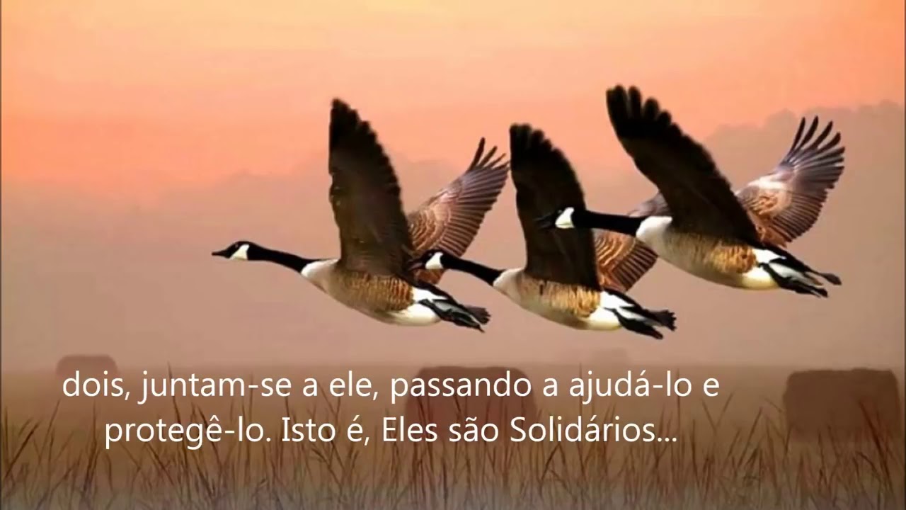 O voo dos gansos - lição de vida e de trabalho em equipe