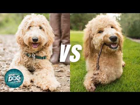 ラブラドゥードル VS ゴールデンドゥードル - 10 の違い |どのプードルミックス犬種が優れていますか?
