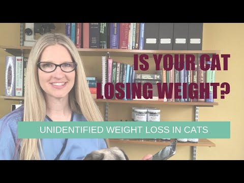 Is Your Cat Losing Weight? Unidentified Weight Loss in Cats | Ask Dr. Angie