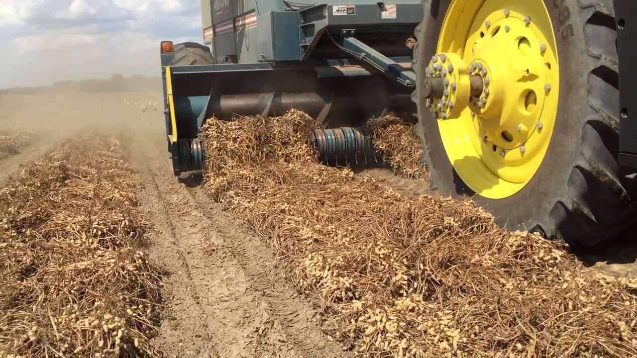 Peanut picking 2015