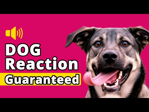 This Video Attracts Every Dog! Dog Reaction Guaranteed - Try It!