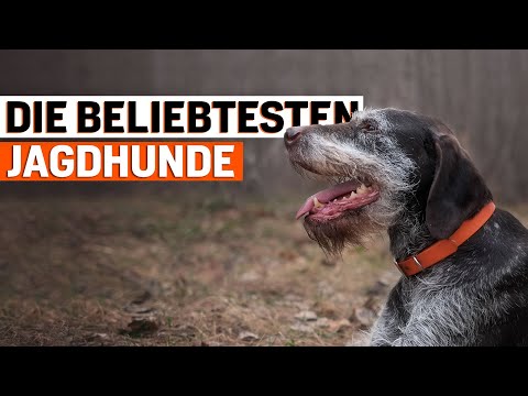 Was sind die beliebtesten Jagdhunde in Deutschland?