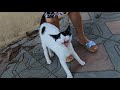 Cute Cat Meowing Very Loudly Because She Is So Hungry