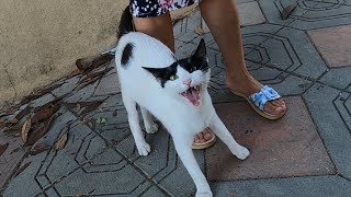 Cute cat meowing very loudly because she is so hungry