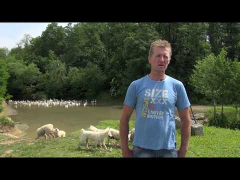 Zlatno klasje: Sve omiljenija među kupcima, a jednostavna za uzgoj