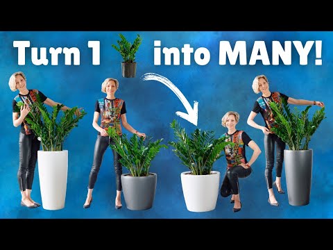 Never Buy Another ZZ Plant Again! Hidden Treasure Underground 💎