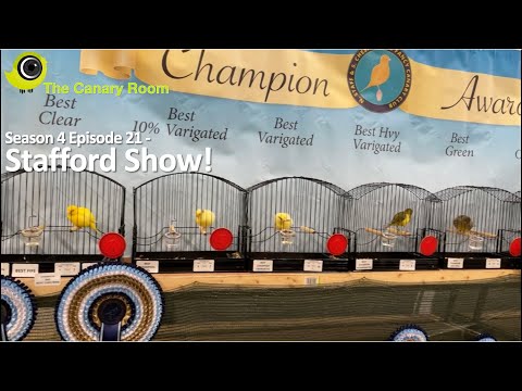 The Canary Room Season 4 Episode 21 - Show time at Stafford