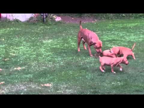 Gingerbear n her pups