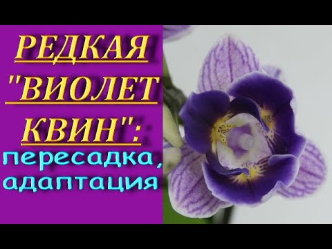 РЕДКАЯ орхидея "ВИОЛЕТ КВИН":пересадка+САДОВЫЙ ВАР+адаптация.Phalaenopsis 'Violet Queen',торф.стакан