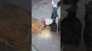 Criação de Galinhas - Um Momento Com As Galinhas No Galinheiro - Galo - ( Parte 23 )