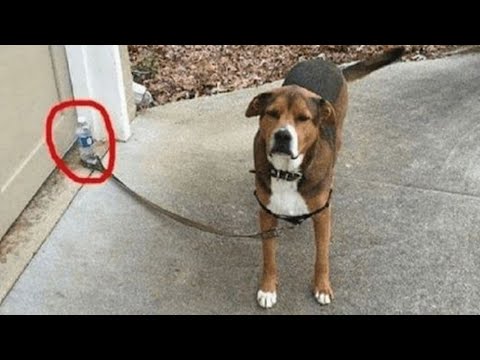 Lorsque vous avez besoin d'un chien pour vous protéger mais...