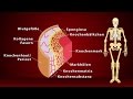 Knochen - Schulfilm Biologie