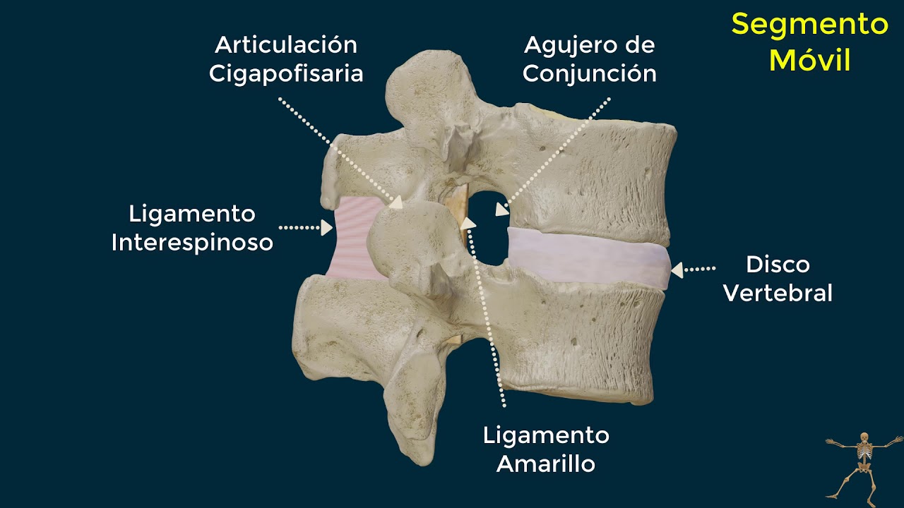 Movimiento de la columna vertebral. Biomecánica de las vértebras