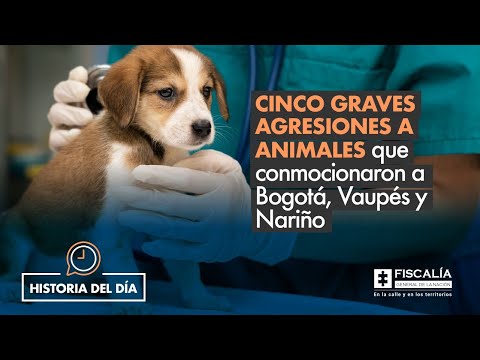 Cinco graves agresiones a animales que conmocionaron a Bogotá, Vaupés y Nariño