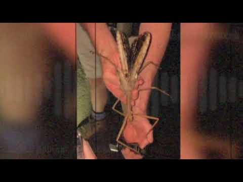 🐛🌿 ¡Insecto gigante hallado en Australia pesa 44g! #ciencia