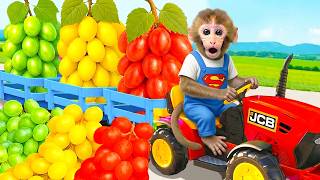 Download lagu Monkey Mono Involved in Accident While Harvesting Grapes and Saved by a Puppy mp3