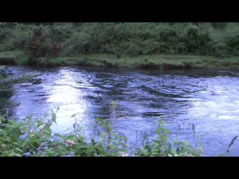 Fly fishing for trout in NZ 