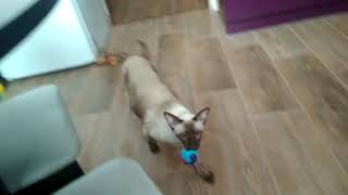 Котопёс! не кошка а собака# Дерзкая кошка!!!