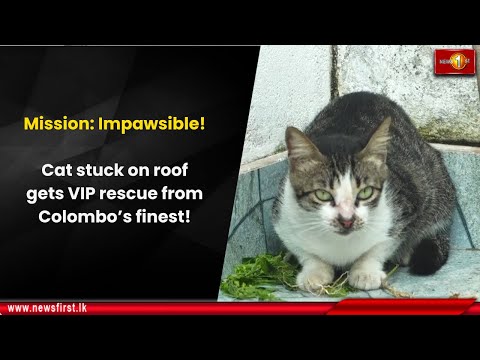Mission: Impawsible! Cat stuck on roof gets VIP rescue from Colombo’s finest!