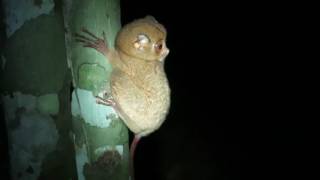 Western Tarsier (Cephalopachus bancanus)