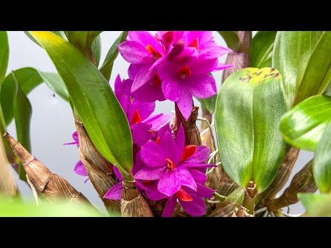Dendrobium Hibiki - Quick care and guide