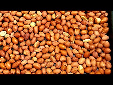 download lagu mp3 mp4 How To Roast Shelled Peanuts In Oven, download lagu How To Roast Shelled Peanuts In Oven gratis, unduh video klip How To Roast Shelled Peanuts In Oven