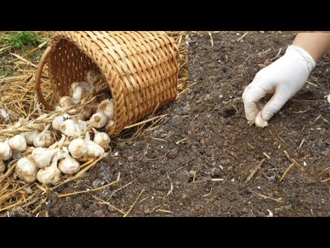 , title : 'Kada je vrijeme za sadnju jesenjeg bijelog luka i kako najbolje pripremiti tlo?'