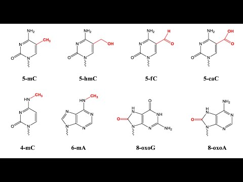 Single Molecule & Spatial Sequencing: DNA and RNA Modifications