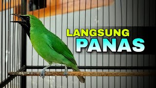 Download lagu LANGSUNG PANAS || CUCAK IJO GACOR TARUNG BIKIN EMOSI mp3