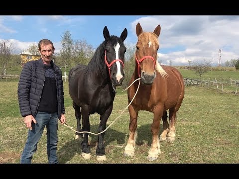 Iepele lui Nicuor de la Abrud, Alba - 2019 Nou!!!