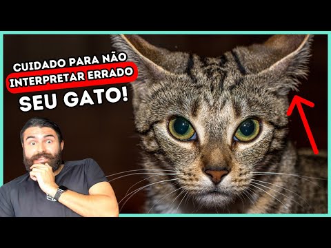 Cat Body Language EXPLAINED!