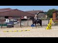 Nirvana de Molion - SF - femelle - 3 ans - 1.64 - noir