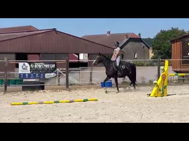 Nirvana de Molion - SF - femelle - 3 ans  - 1.64 - noir