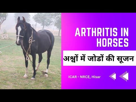  How to Manage Arthritis in Horses: Tips and Techniques