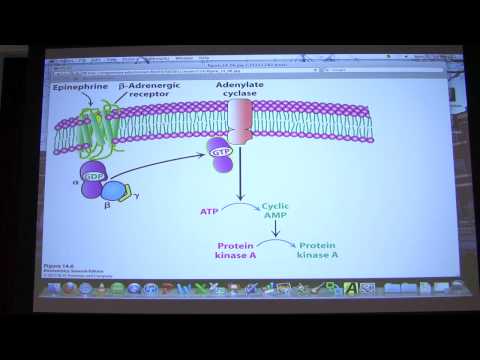 #18 Biochemistry Signaling I Lecture for Kevin Ahern's BB 450/550