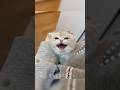 Montagem Miau Cats Moments Cats Montagemmiau Americancats