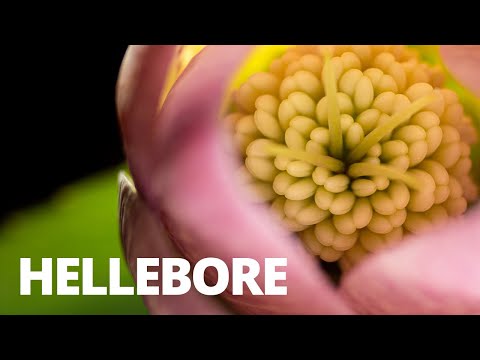 YouTube video about: What lighting direction can make a flower's petals almost glow?