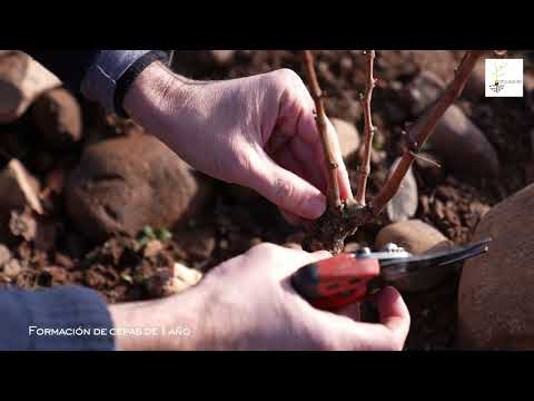 Poda del viñedo. Formación de cepas de 1 año