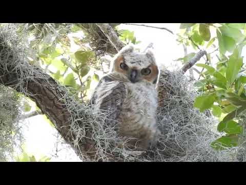 Great horned owl fledgling