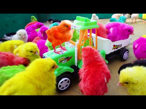 LOVELY Hen Baby Chicks Vs TRACTOR TROLLEY  Video | FishCutting