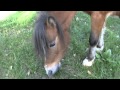 Кони тоже пони) Ко мне подходит рыжий конь, косит лиловым глазом! )) 