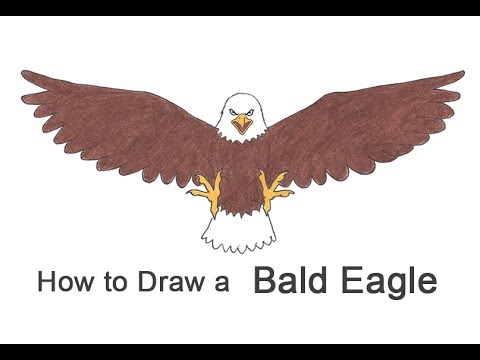 How to Draw a Bald Eagle (Cartoon) - YouTube