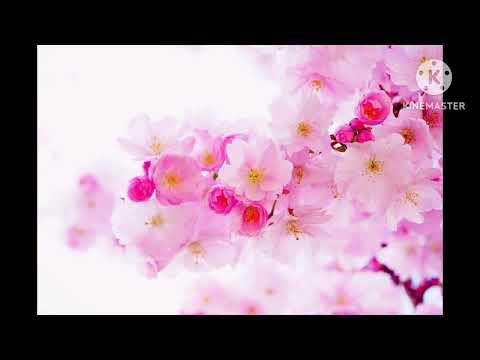 beauty full flowers 💐