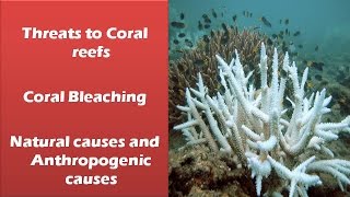 Coral Bleaching: Threats to Coral reefs : Ecology and Environment