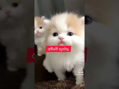 Cute  kitty 🐈🐱